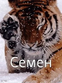 Открытка Открытки с именем Семен - Открытка с тигром: Снежный хищник  Праздничная открытка | Красивая открытка #163