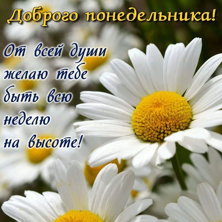 Открытка Доброе утро понедельник - Полевые цветы: открытка с ромашками | Красивая открытка #9