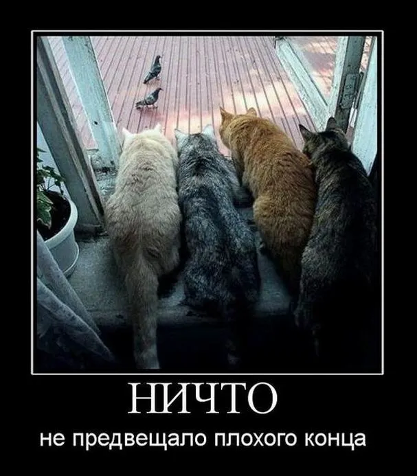 Открытка Демотиваторы - Коты на фоне заката: смешная открытка с котиками | Красивая открытка #12