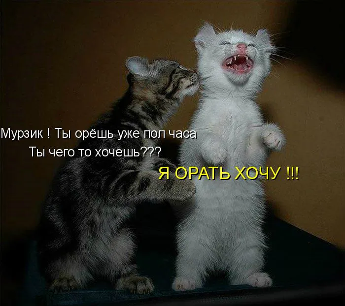 Открытка Прикольные открытки с животными - ОРАТЬ! Смешной котенок - праздничная открытка | Красивая открытка #2