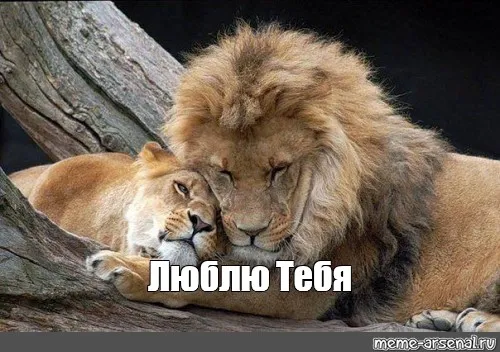 Открытка Открытки с именем Лев  - Львы обнимаются: открытка с любовью | Красивая открытка #220