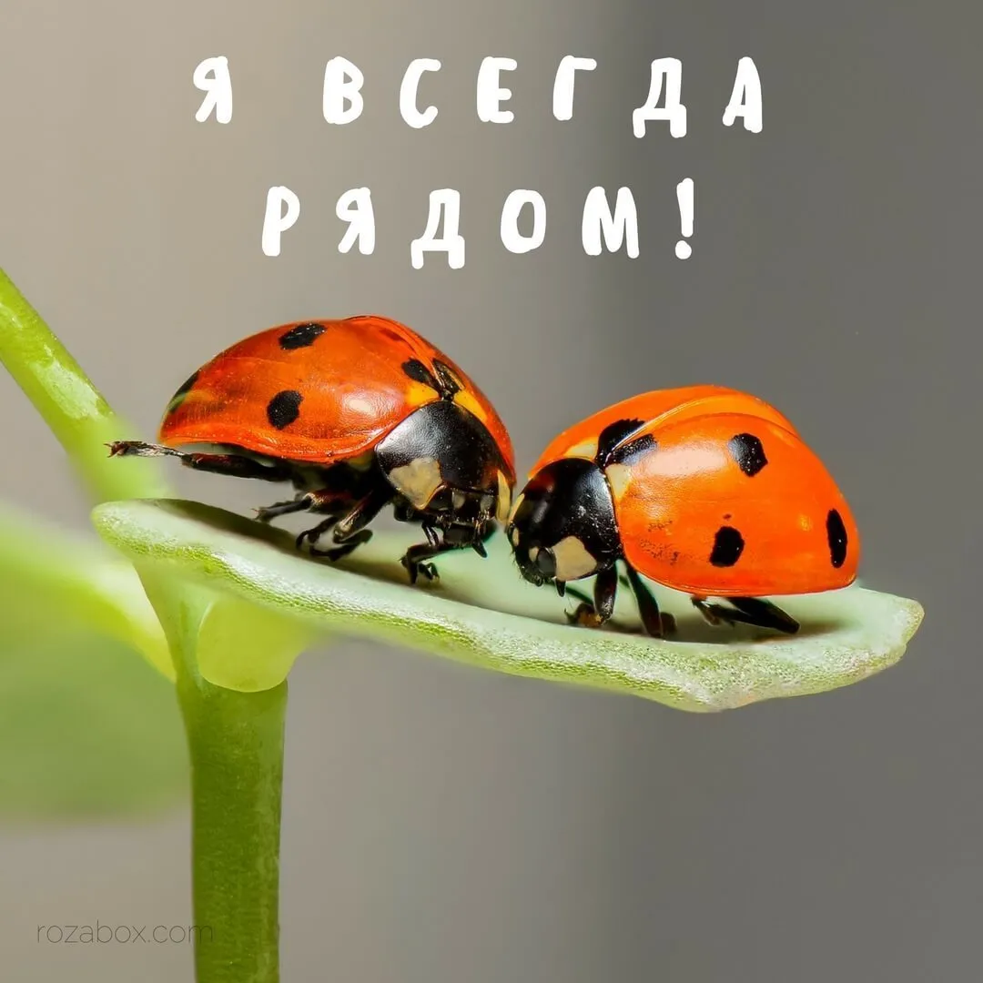 Открытка Открытки я рядом - Две божьих коровки на стебле | Красивая открытка #80
