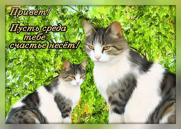 Открытка Удачной среды - Две кошки на фоне зелени. | Красивая открытка #12