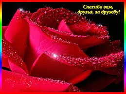 Открытка Открытки о дружбе - Красная роза крупным планом | Красивая открытка #252