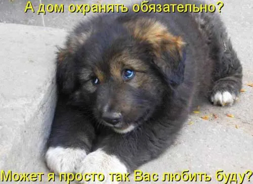 Открытка Прикольные открытки с животными - Милый щенок лежит на земле | Красивая открытка #15