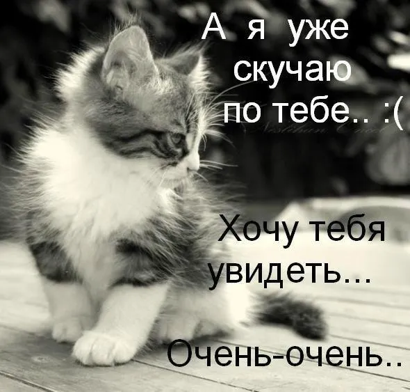 Открытка Для любимого - Милый котенок: открытка с котенком для тебя | Красивая открытка #69