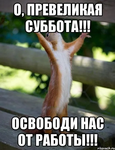Открытка Открытки на субботу - Белка тянется к солнцу: открытка с позитивом | Красивая открытка #69