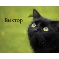 Открытка открытки с именем Виктор - Черный кот на открытке: милый взгляд | Красивая открытка #207