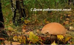 Открытка Открытки с днем работников леса - Открытка с грибом: Осенний лес, природа, фото | Красивая открытка #28