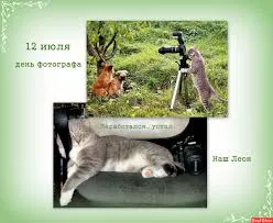 Открытка Открытки с днем фотографа - Открытка: День фотографа - кот с фототехникой | Красивая открытка #16