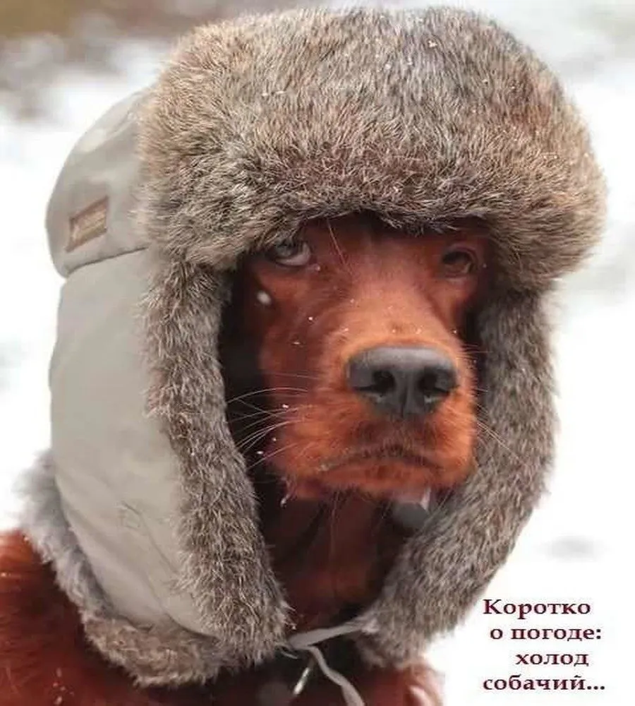 Открытка о погоде - Собака в шапке-ушанке: смешная открытка с псом | Красивая открытка #20