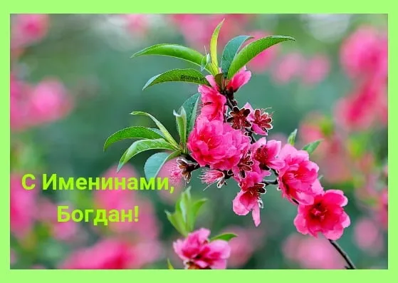 Открытка открытки с именем Богдан - Розовые цветы на ветке: открытка с днем рождения | Красивая открытка #118