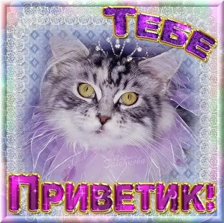 Открытка С кошками - Открытка с котиком: милый подарок  Приветствие | Красивая открытка #65