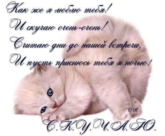 Открытка Скучаю - Пушистый котенок: милая открытка с котенком | Красивая открытка #165