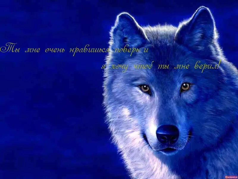 Открытка Ты мне нравишься - Открытка с волком: синий фон, взгляд | Красивая открытка #3