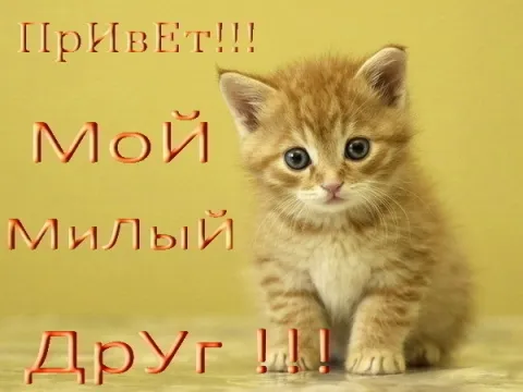 Открытка Привет другу/подруге - Милый котенок: открытка с поздравлениями | Красивая открытка #30