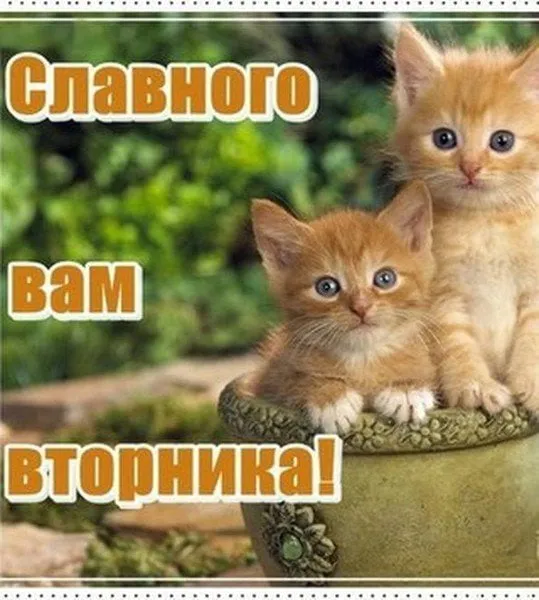 Открытка Открытки на вторник - Два рыжих котенка в горшке. | Красивая открытка #199