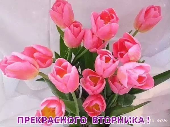 Открытка Открытки на вторник - Букет розовых тюльпанов: открытка с цветами | Красивая открытка #151
