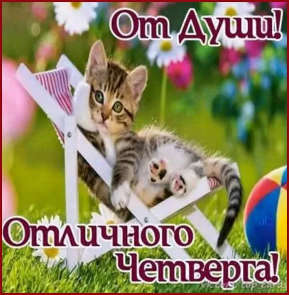 Открытка Открытки на четверг - Кот на качелях с флажками и мячом | Красивая открытка #20