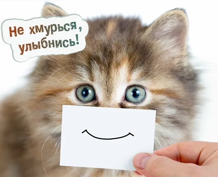 Открытка Открытки улыбнись - Открытка с котенком и улыбкой | Красивая открытка #41