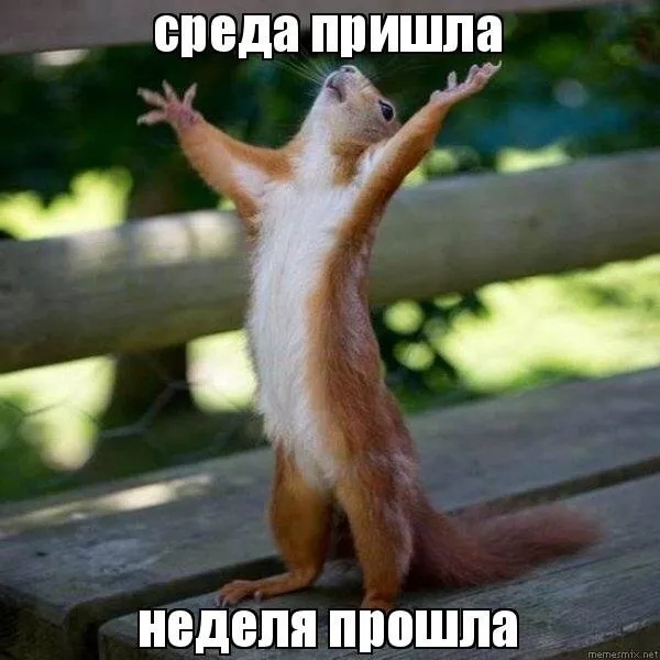 Открытка Открытки на среду - Белка, радость, открытка: неделя прошла! | Красивая открытка #186