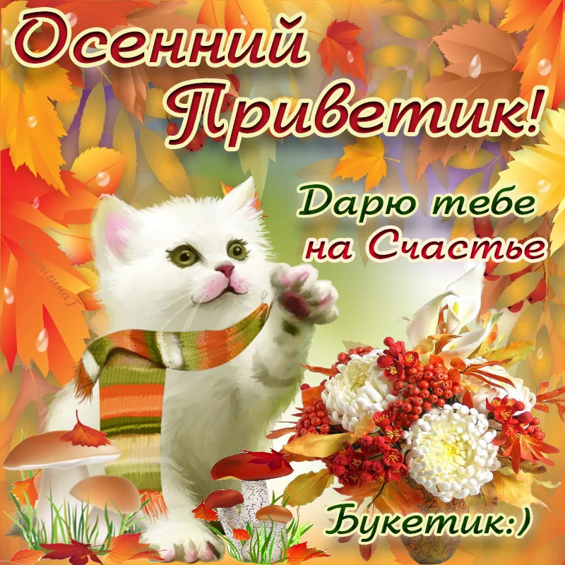 Открытка Осенний приветик - Котенок с осенними листьями и грибами | Красивая открытка #2
