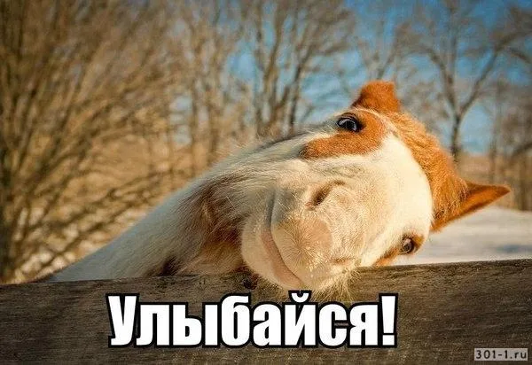 Открытка Улыбнись - Лошадь за забором: смешная открытка с юмором | Красивая открытка #76