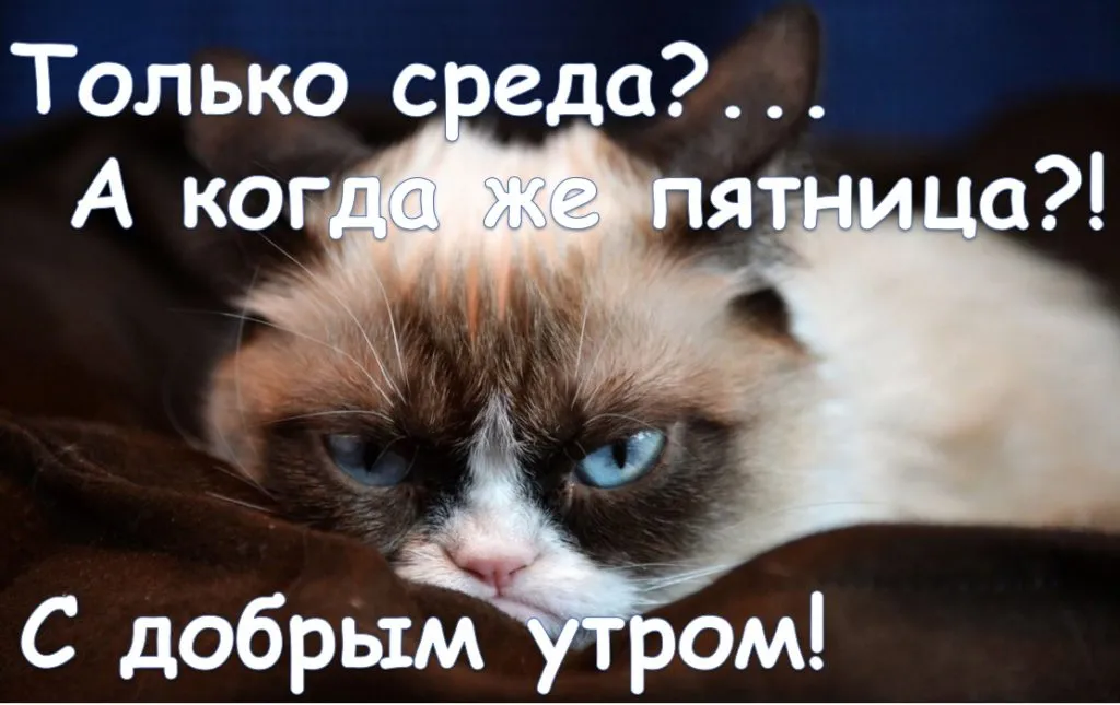 Открытка Среда - Котик с голубыми глазами - открытка с настроением | Красивая открытка #44