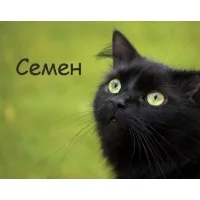 Открытка Открытки с именем Семен - Черный кот с зелеными глазами - открытка | Красивая открытка #105