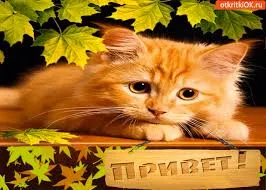 Открытка Привет - Открытка с рыжим котенком и осенними листьями | Красивая открытка #253
