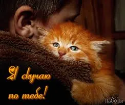 Открытка Открытки скучаю по тебе - Рыжий котенок на фоне человека. Открытка с котенком | Красивая открытка #230