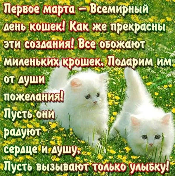 Открытка День Кошек - Открытка с котятами на лугу | Красивая открытка #6