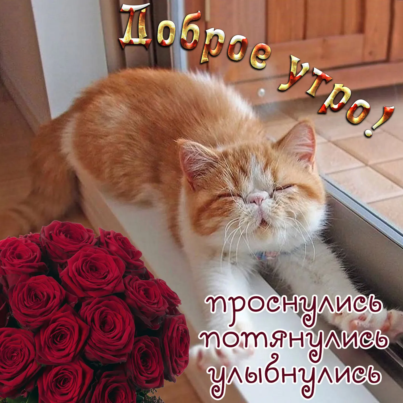 Открытка С красными розами - Открытка: Рыжий кот и розы | Красивая открытка #57