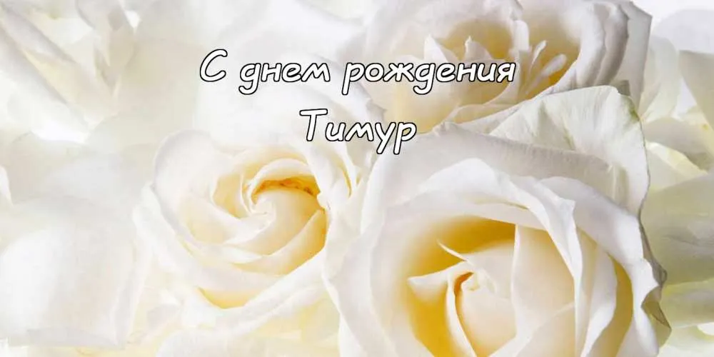 Открытка Открытки с именем Тимур - Открытка с нежными белыми розами | Красивая открытка #244