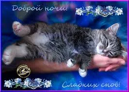 Открытка Открытки с пожеланиями на ночь - Симпатичный котенок на руке: открытка со сном | Красивая открытка #14