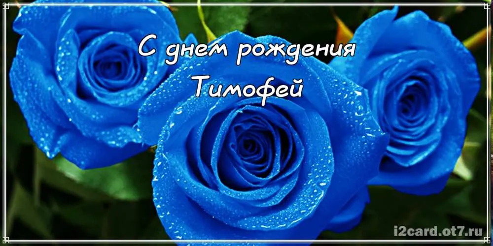 Открытка Открытки с именем Тимофей - Открытка с голубыми розами: поздравления с днем рождения | Красивая открытка #188