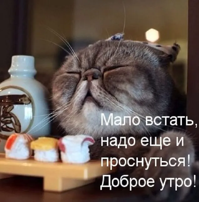Открытка Прикольные открытки с животными - Спящий котенок: Утро с пушистым другом | Красивая открытка #1