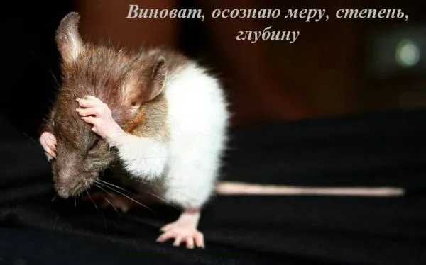 Открытка Открытки с извинениями любимым - Открытка с мышью: забавная мышка, смешная открытка | Красивая открытка #18