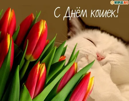 Открытка С Всемирным днём кошек - Открытка с котиком и тюльпанами | Красивая открытка #28