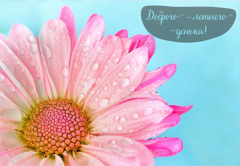 Открытка Лето - Розовый цветок с каплями росы: открытка с природой | Красивая открытка #26