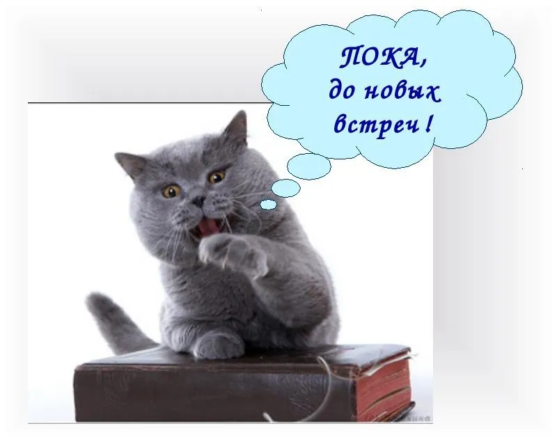 Открытка Открытки с прощаниями  - Серый кот на книге: праздничная открытка | Красивая открытка #6