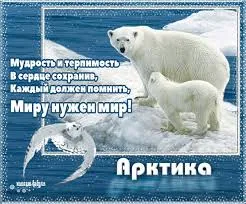 Открытка Открытки с днем мира - Открытка "Арктика": Белые медведи и северное сияние | Красивая открытка #9