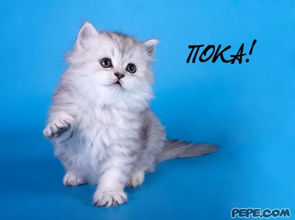 Открытка Прощания - Милый котенок на синем фоне | Красивая открытка #5