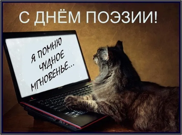 Открытка С Всемирным днём поэзии - Котик и ноутбук: Открытка с днем рождения | Красивая открытка #4