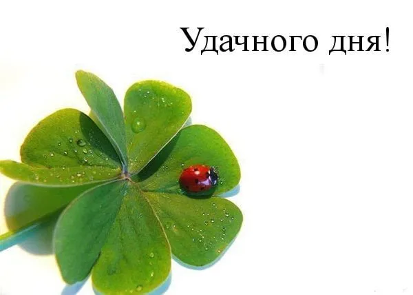 Открытка Удачного дня - Клевер с божьей коровкой: открытка с добрым знаком | Красивая открытка #27
