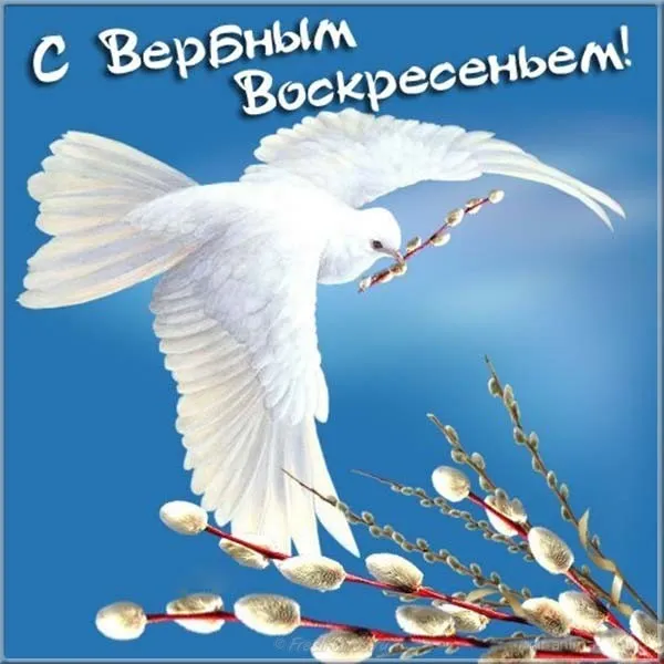 Открытка С вербным воскресеньем - Белый голубь и верба на синем фоне | Красивая открытка #197