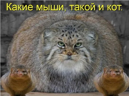 Открытка Прикольные открытки с животными - Забавные мангусты и серый кот - открытка | Красивая открытка #14
