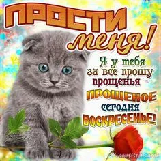Открытка Прощённое воскресенье - Открытка: Прости меня, котенок и роза | Красивая открытка #67