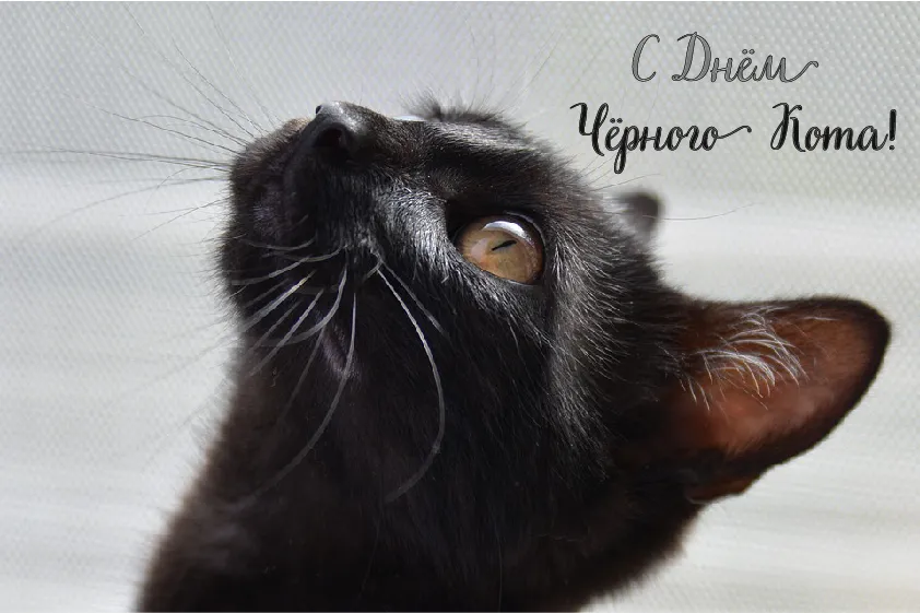 Открытка День черного кота - Черный кот: праздничная открытка с котиком | Красивая открытка #10
