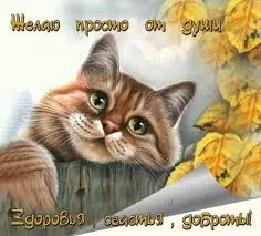 Открытка Крепкого здоровья - Открытка с рыжим котом и осенними листьями | Красивая открытка #86